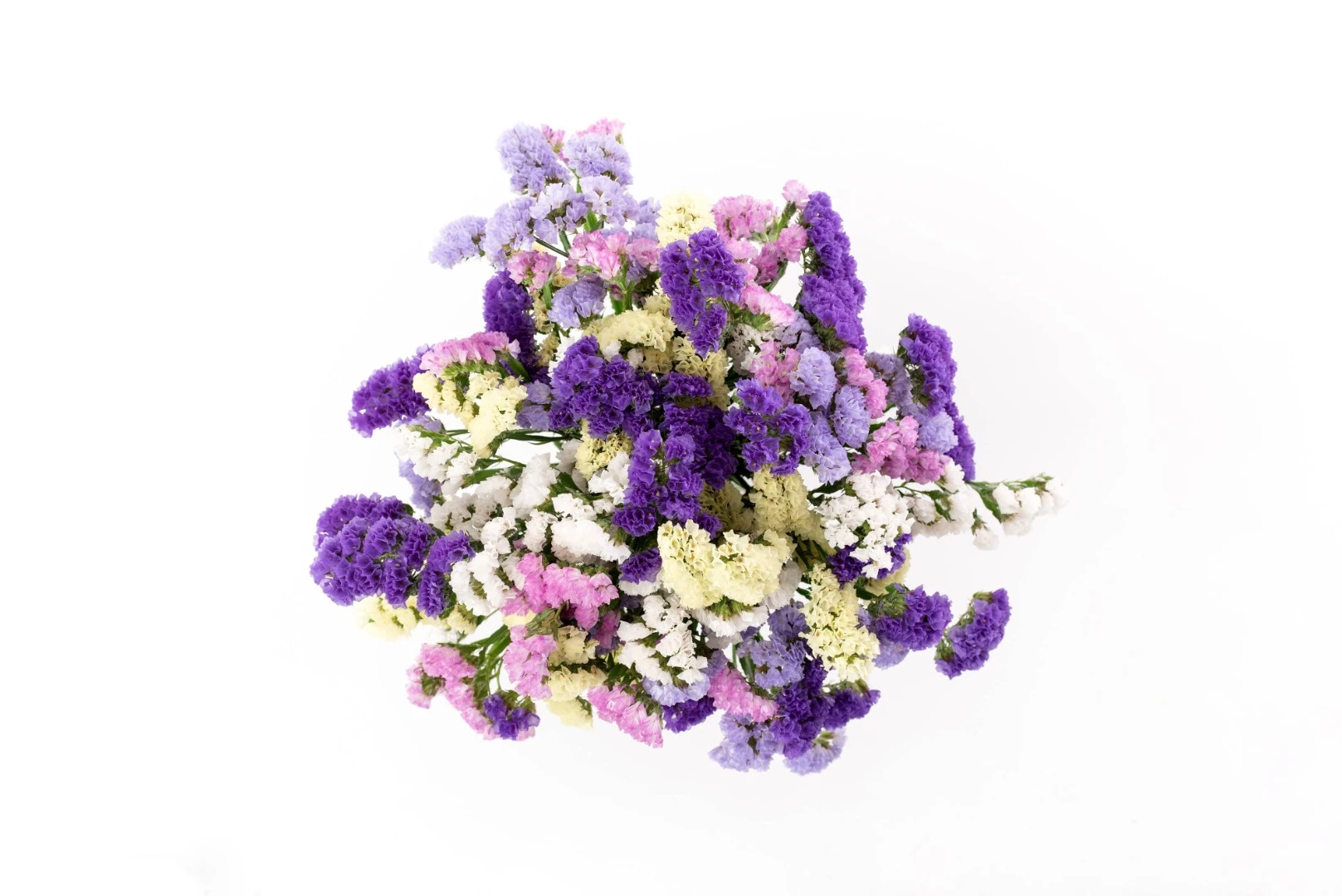 Sinuata